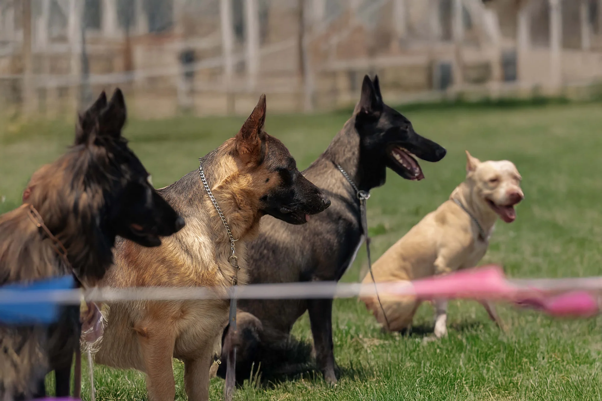 Cuatro perros están sentados sobre el césped verde, todos mirando en la misma dirección. Son de diferentes razas y colores. En primer plano se ven líneas borrosas rosas y azules, que posiblemente delimitan una zona. Se ve una valla al fondo.