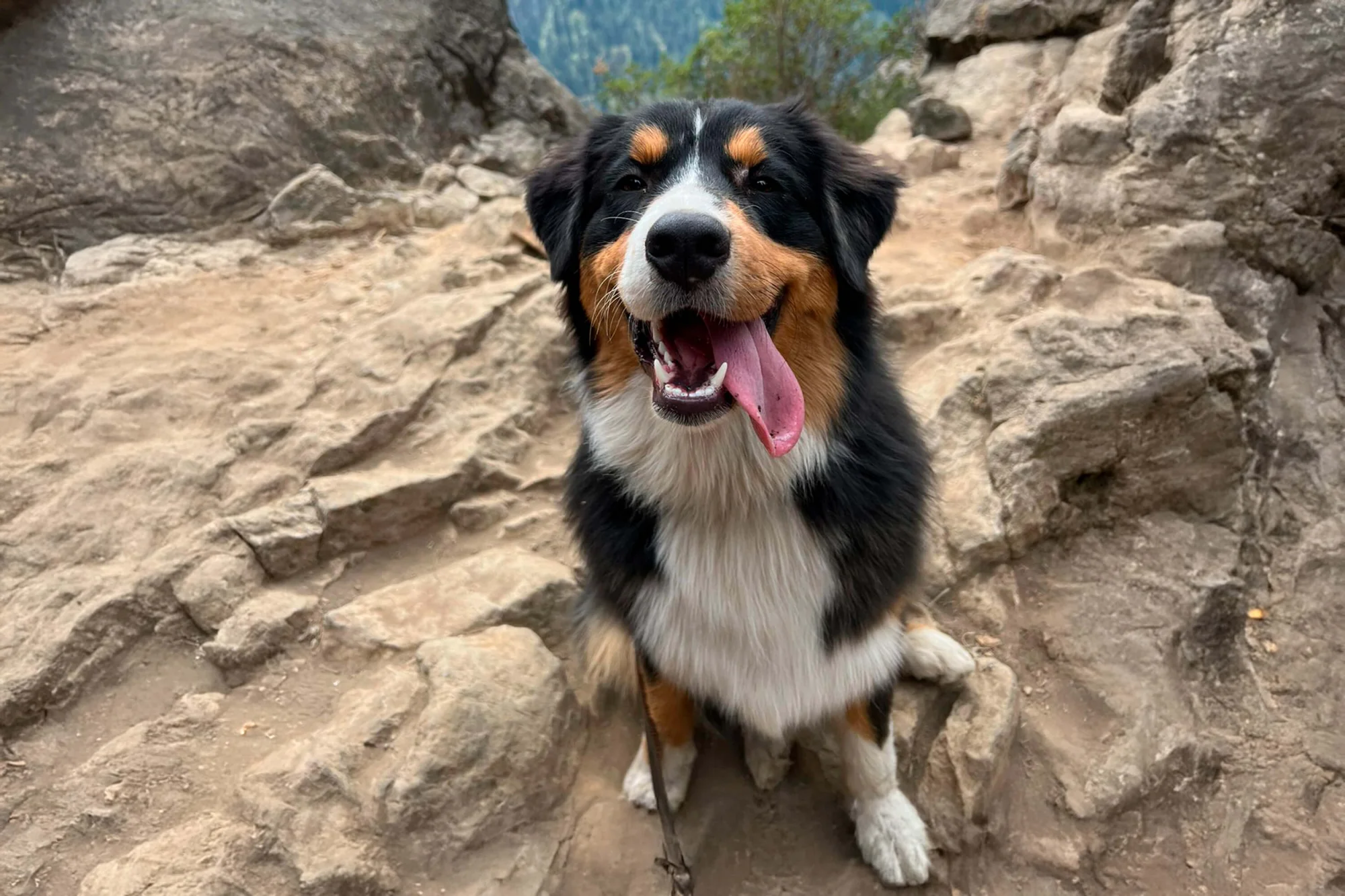Un perro peludo de color negro, marrón y blanco está sentado en un sendero rocoso, jadeando con la boca abierta y la lengua fuera. El fondo presenta grandes rocas y una vegetación tenue, lo que sugiere un paisaje montañoso o accidentado.