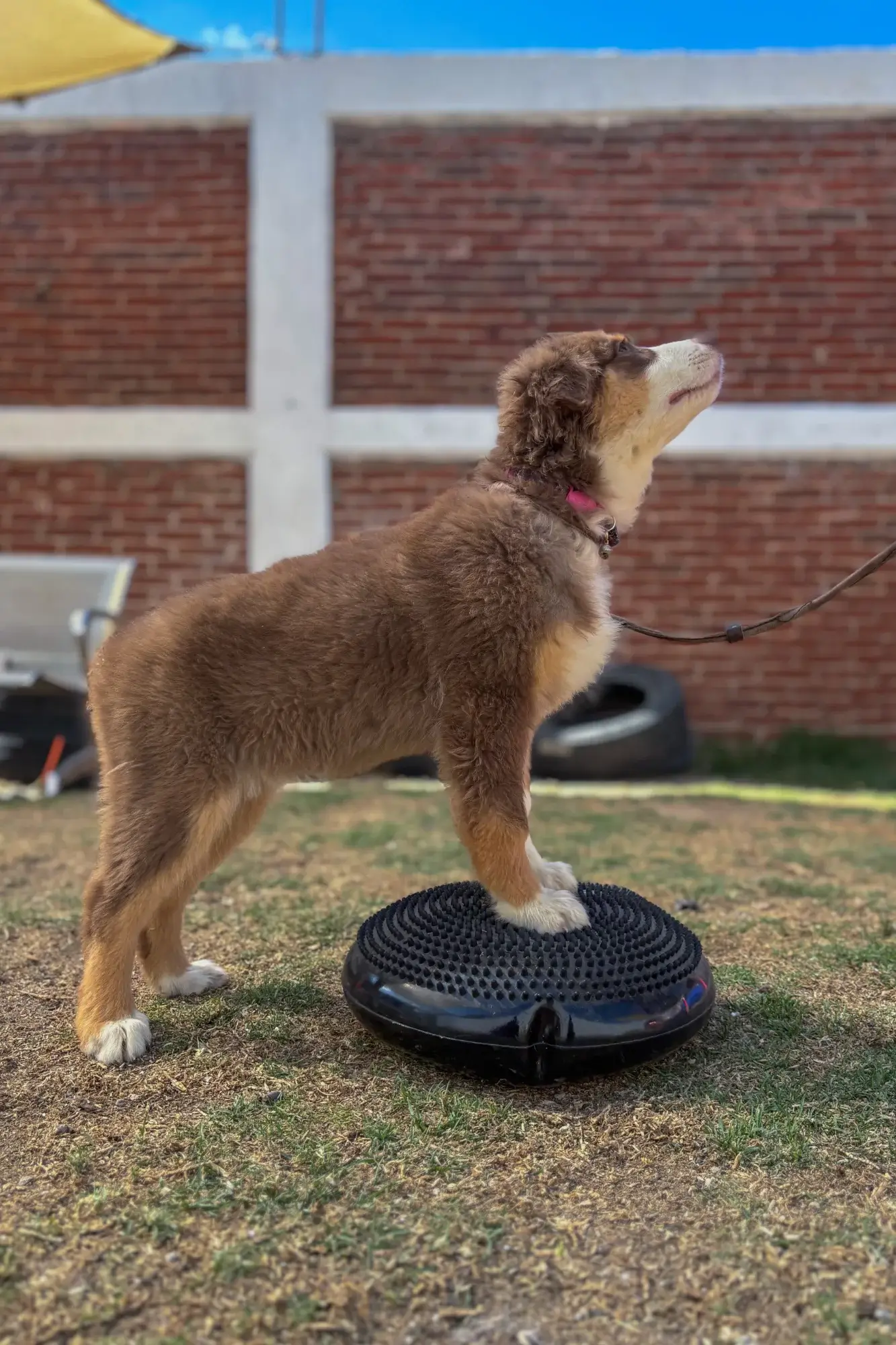 Un cachorro marrón y blanco de pie sobre un cojín de equilibrio al aire libre. Lleva correa y mira hacia arriba. Al fondo se ve una pared de ladrillos y neumáticos dispersos en el césped.