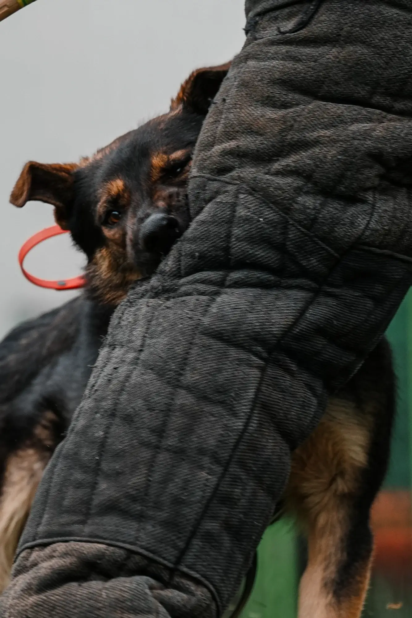 Un perro mordisquea juguetonamente la pata acolchada de una persona. El perro tiene pelaje marrón y negro y parece estar enérgico. La persona lleva pantalones oscuros y muy acolchados, posiblemente para protegerse durante el entrenamiento.
